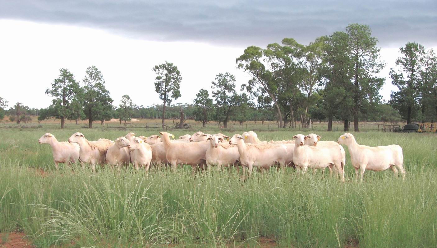 Ewes on Native Grasslands at Etiwanda